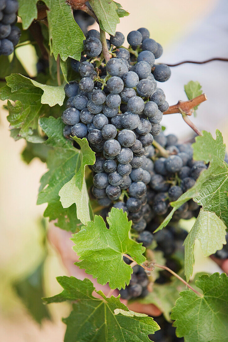 Close-up of Wine Grapes