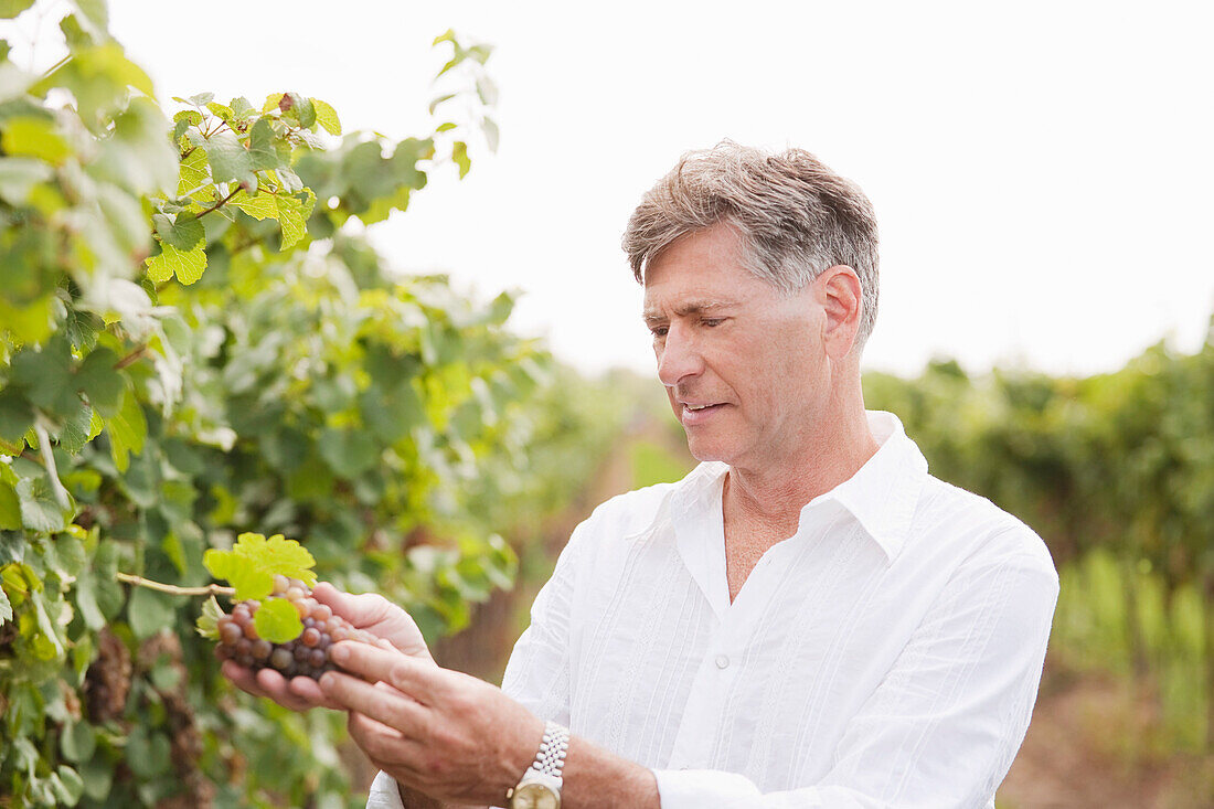 Wine Maker Examining Grapes