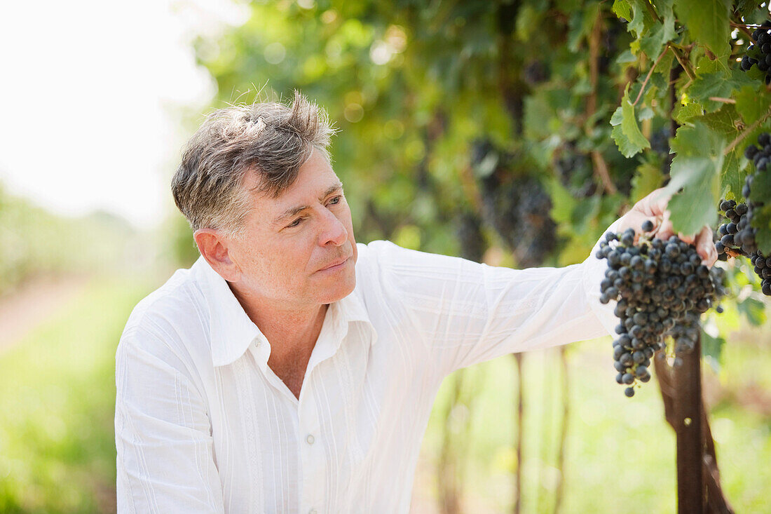 Wine Maker Examining Grapes