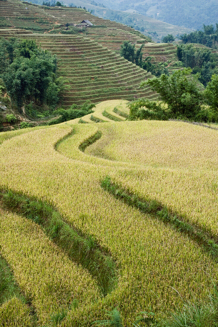 Reisfelder,Sa Pa,Lao Cai Provinz,Vietnam