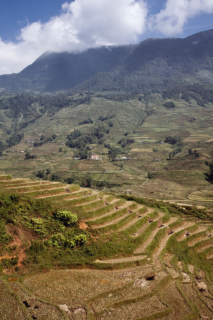 Reisfelder,Sa Pa,Provinz Lao Cai,Vietnam