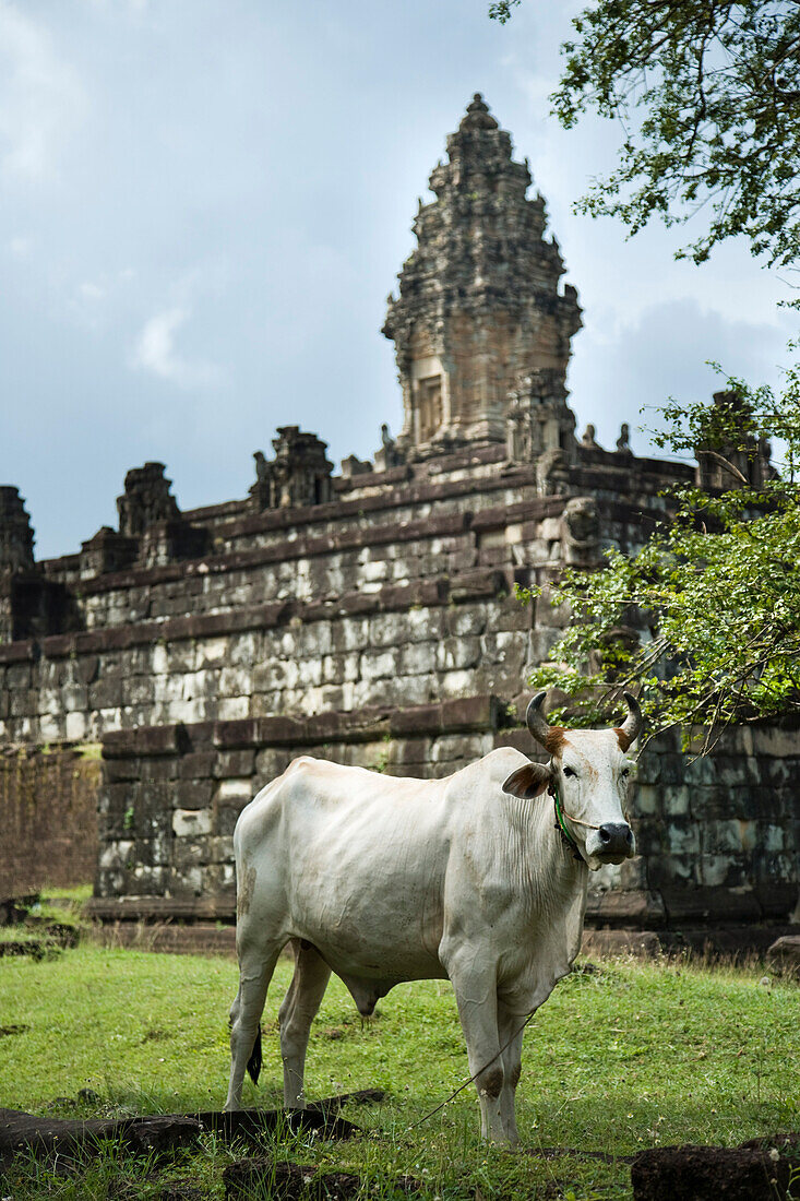 Cow at Bakong Temple,Angkor,Cambodia