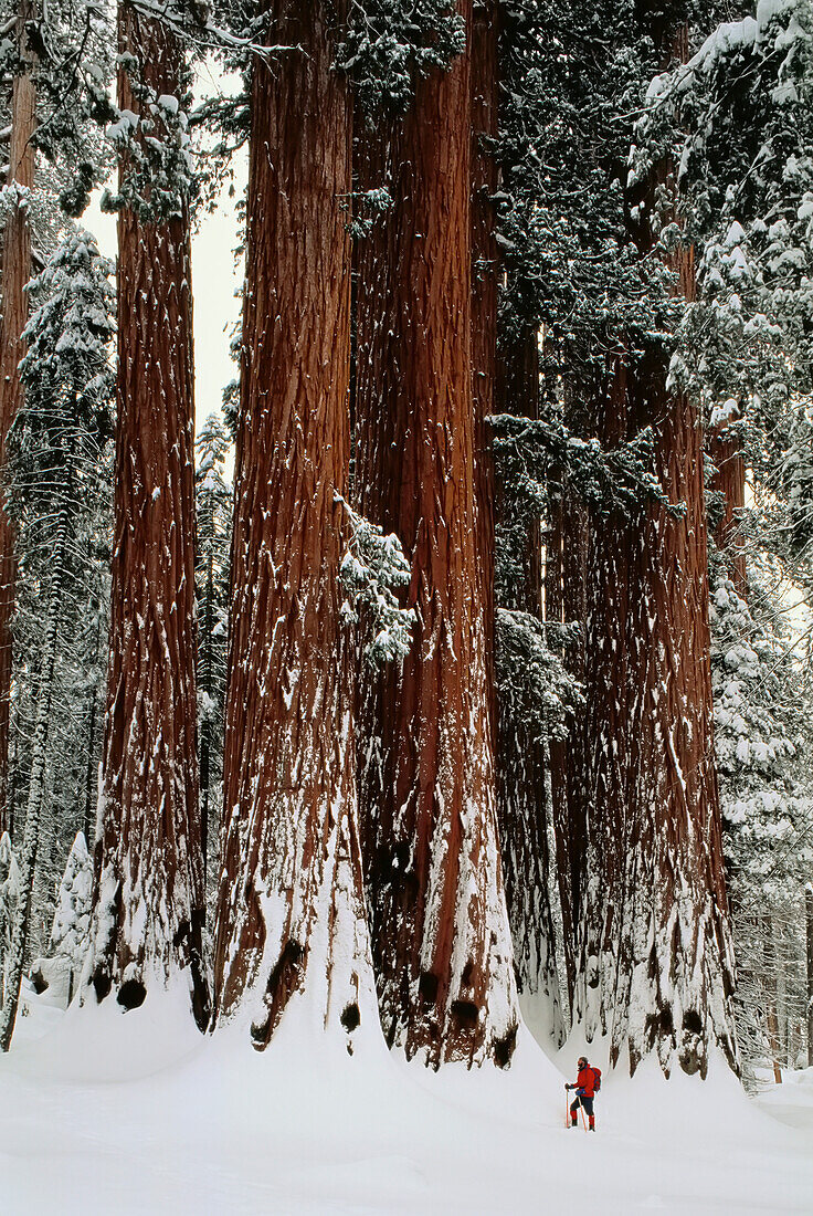 Wandern im Sequoia National Park im Winter, Kalifornien, USA