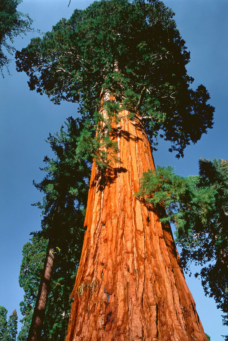 Blick auf Riesenmammutbaum Kings Canyon National Park Kalifornien, USA