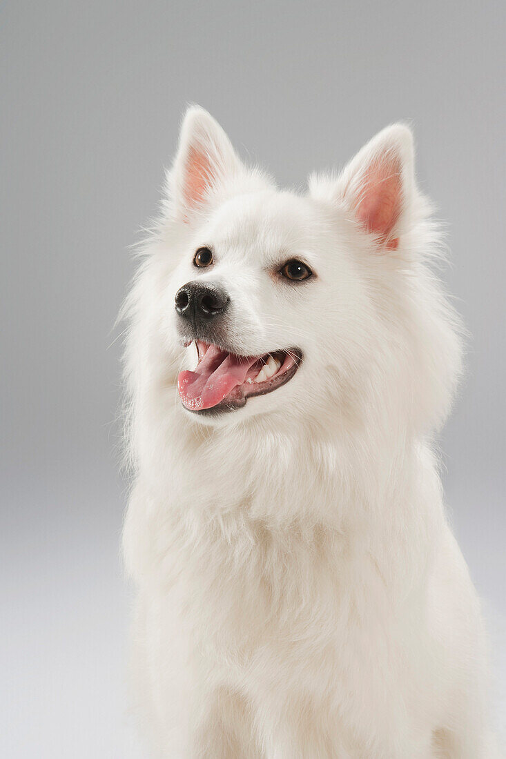 Porträt eines Hundes
