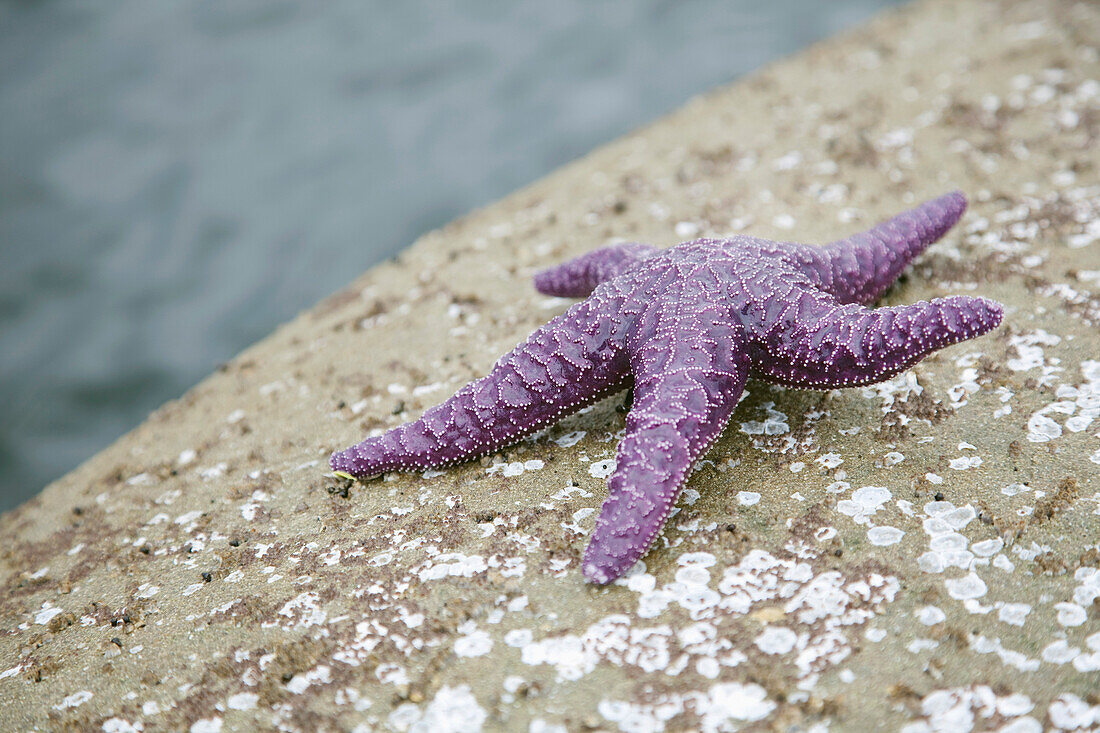 Starfish on the Beach,Vancouver,BC,Canada