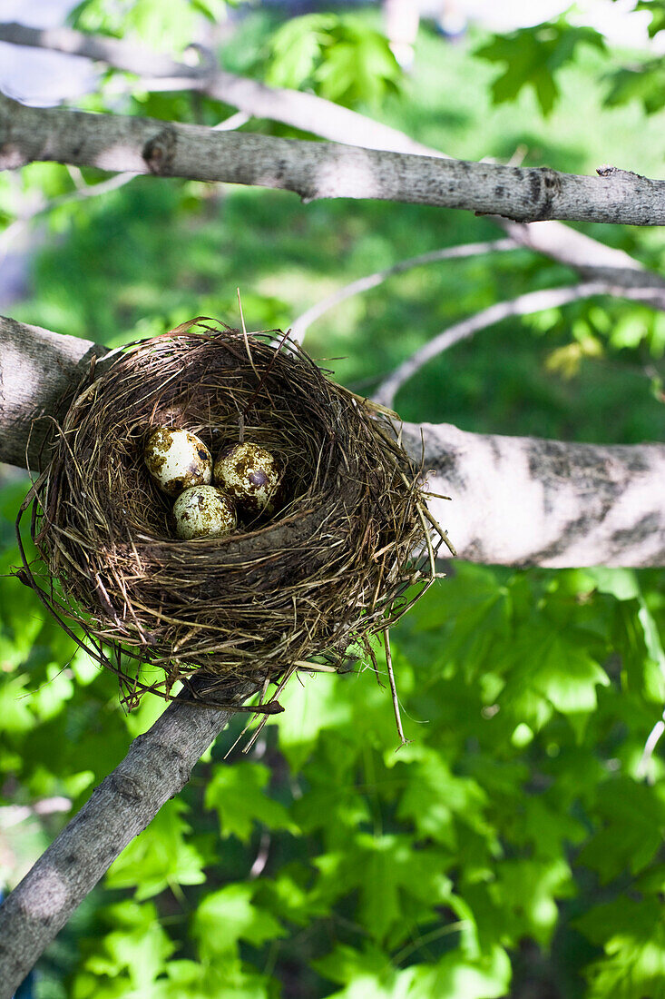 Eier im Nest