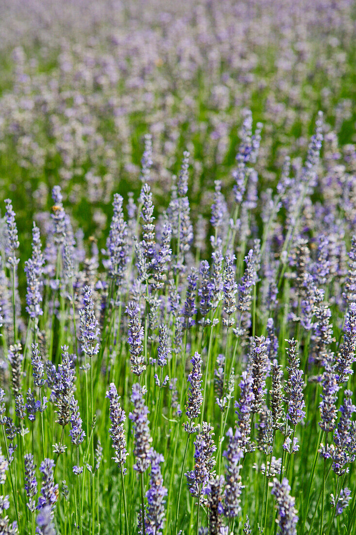 Lavender Field,Salt Spring Island,British Columbia,Canada
