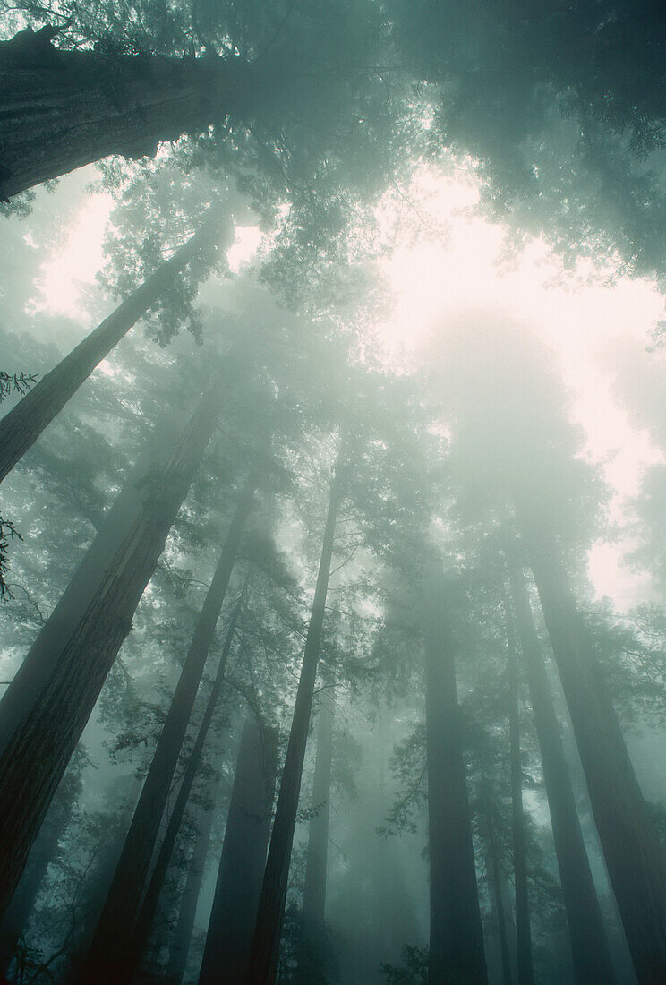 Lady Bird Johnson Grove,Redwood National Park,California,USA