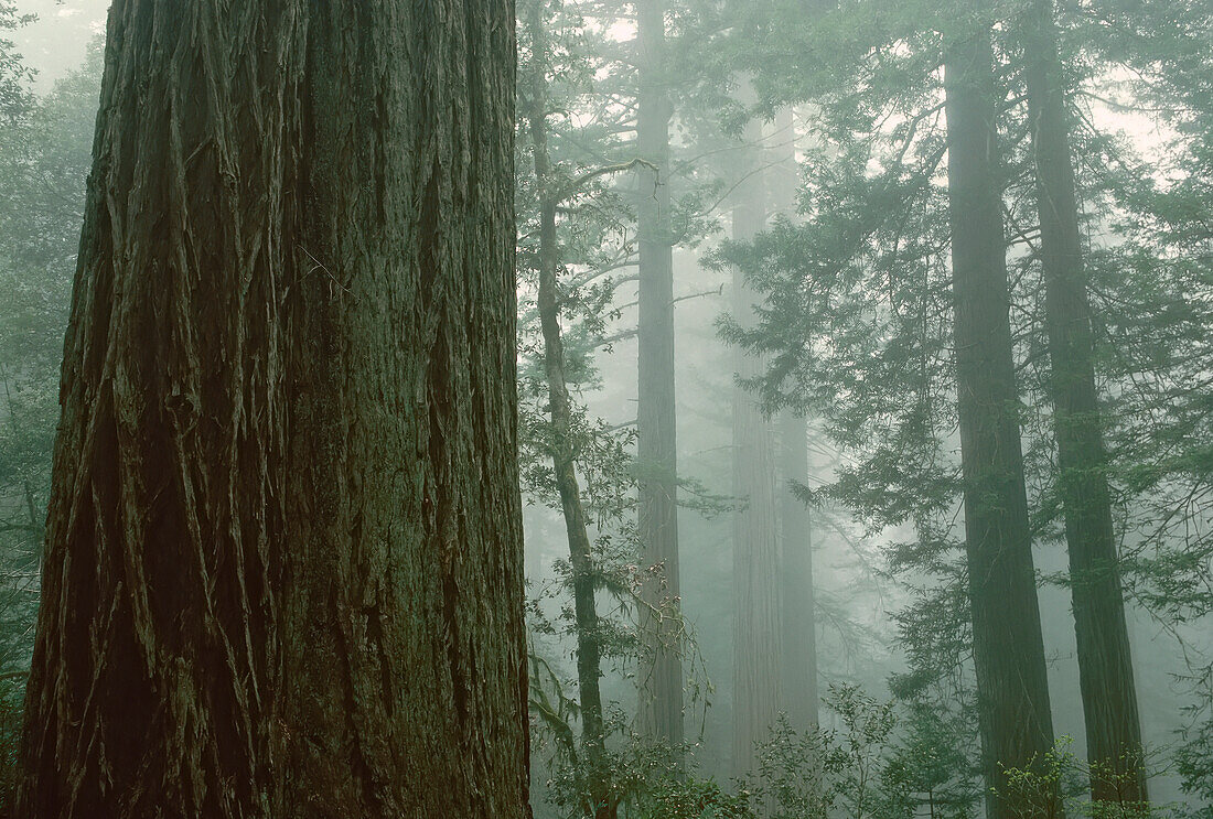 Lady Bird Johnson Grove, Redwood National Park, Kalifornien, USA