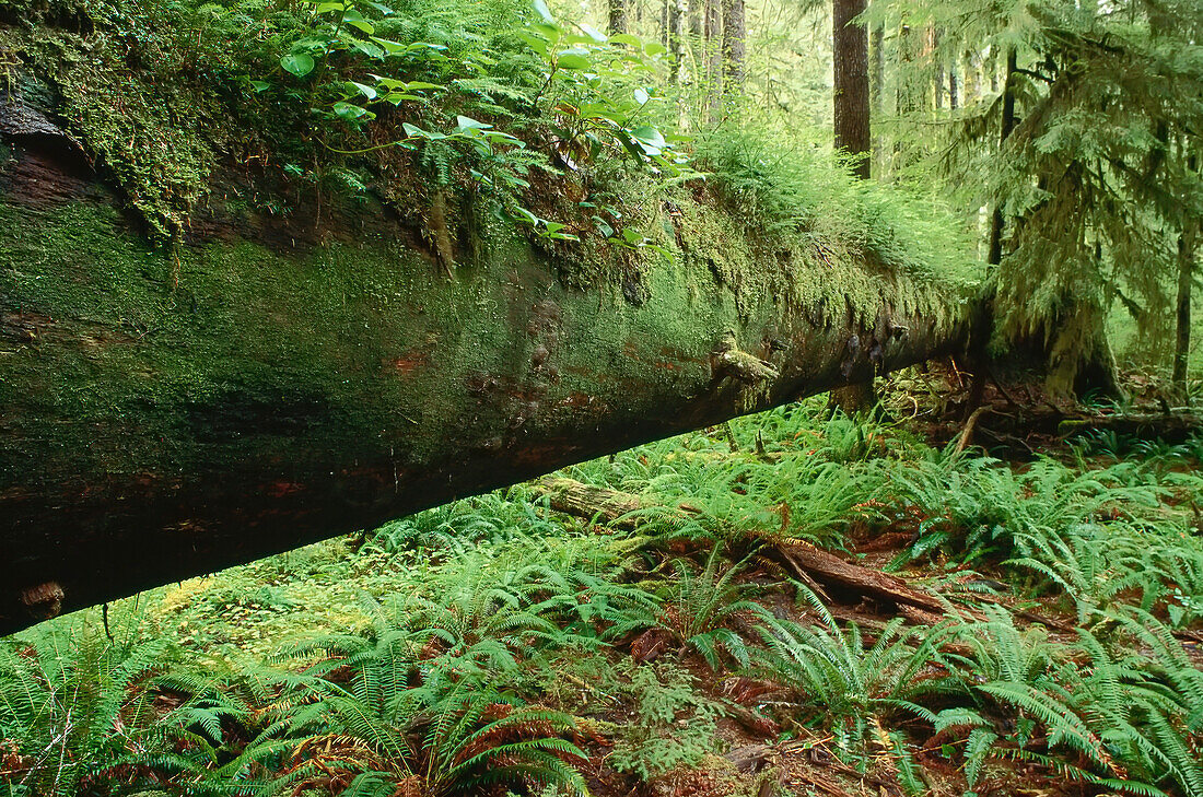 Gemäßigter Küstenregenwald, Carmanah Pacific Provincial Park, Britisch-Kolumbien, Kanada