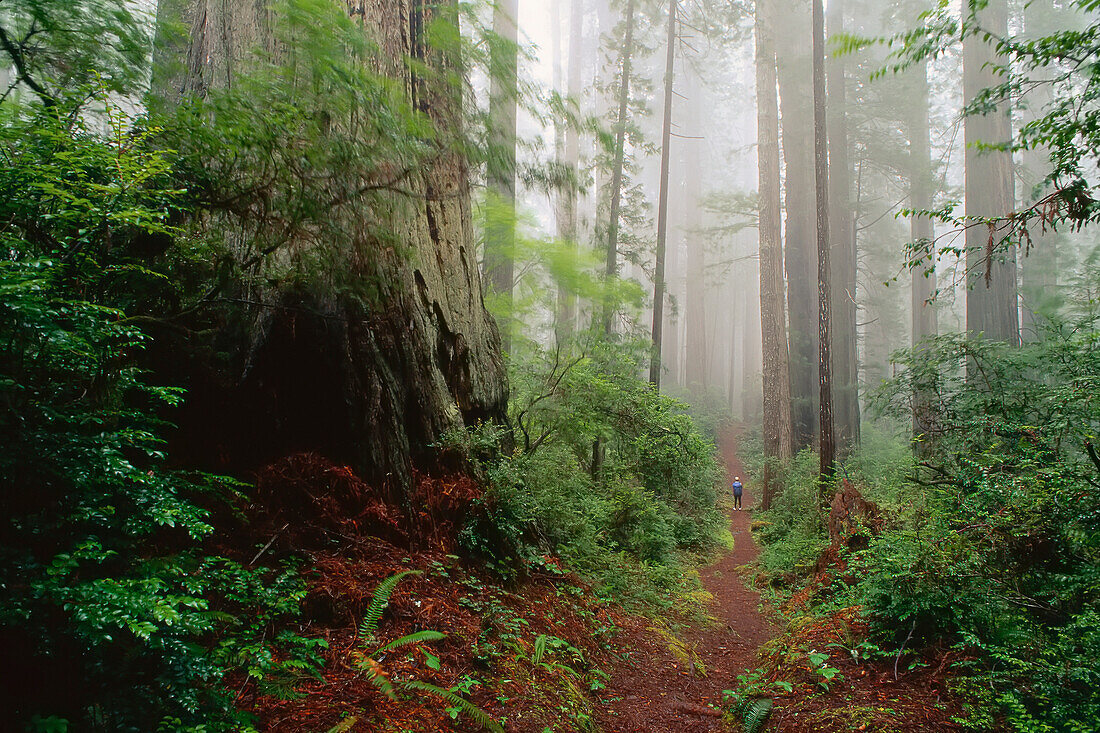 Redwoods,California,USA