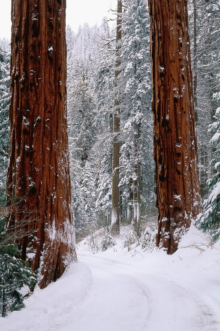Riesenmammutbäume im Winter, Sequoia National Park, Kalifornien, USA