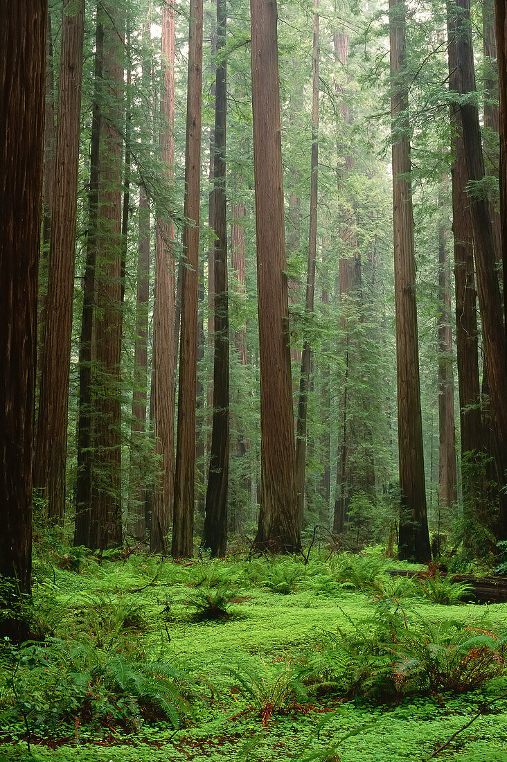 Humboldt Redwoods State Park,Kalifornien,USA