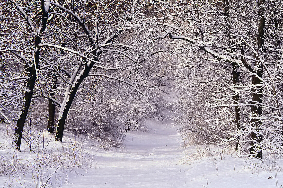Hoher Park im Winter,Toronto,Ontario,Kanada