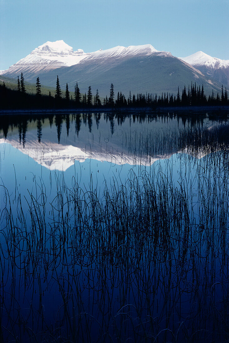 Mount Saskatchewan Banff National Park,Alberta Canada