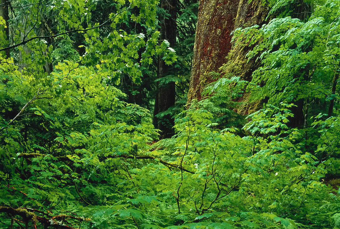 Hain der Patriarchen Mount Rainier National Park Washington,USA
