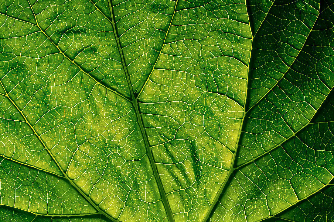 Close-Up of Leaf