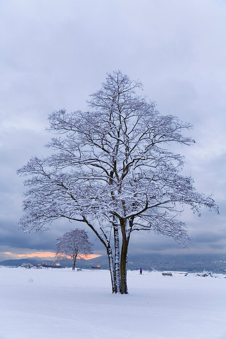 Tree Covered in Snow,Vancouver,British Columbia,Canada