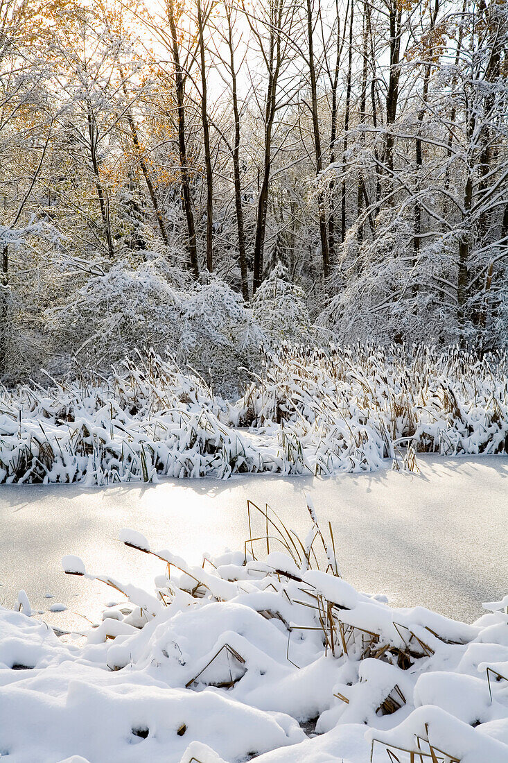 Snowy landscape in Jericho Beach Park,Vancouver,Canada,Vancouver,British Columbia,Canada