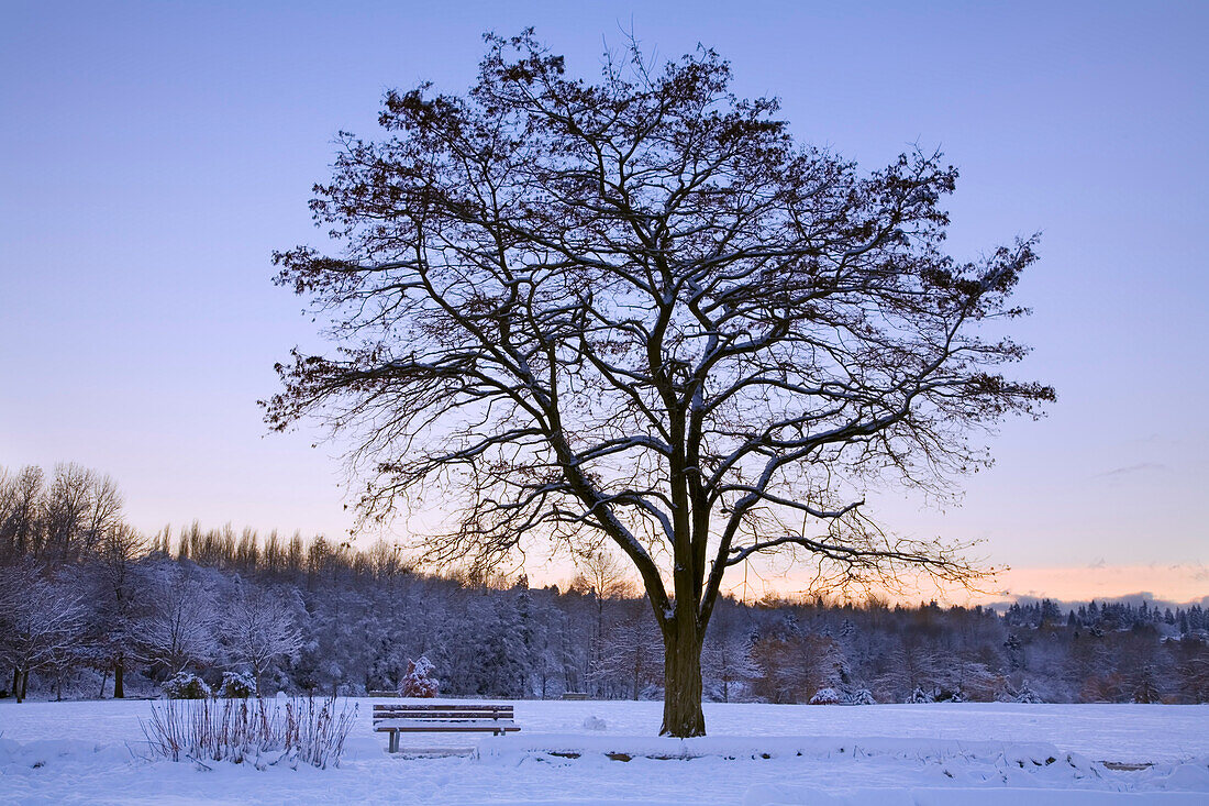 Snowy landscape with a silhouetted tree and park bench in Jericho Beach Park,Vancouver,Canada,Vancouver,British Columbia,Canada