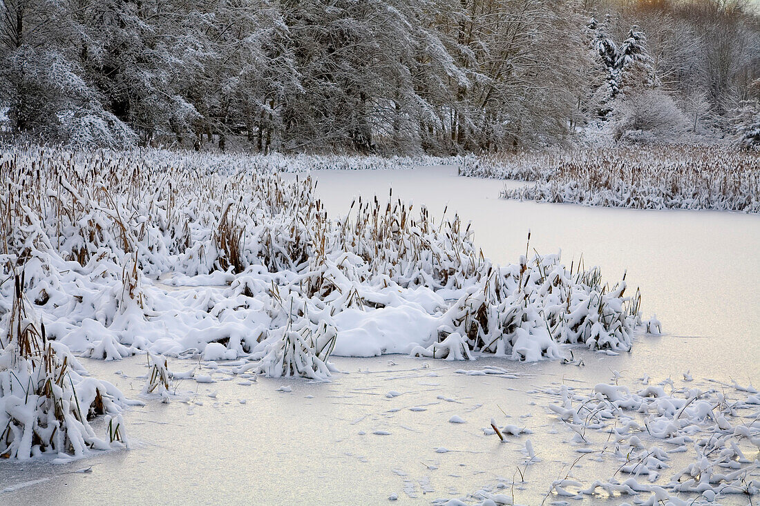 Verschneite Landschaft und zugefrorener Teich im Jericho Beach Park,Vancouver,Kanada,Vancouver,British Columbia,Kanada
