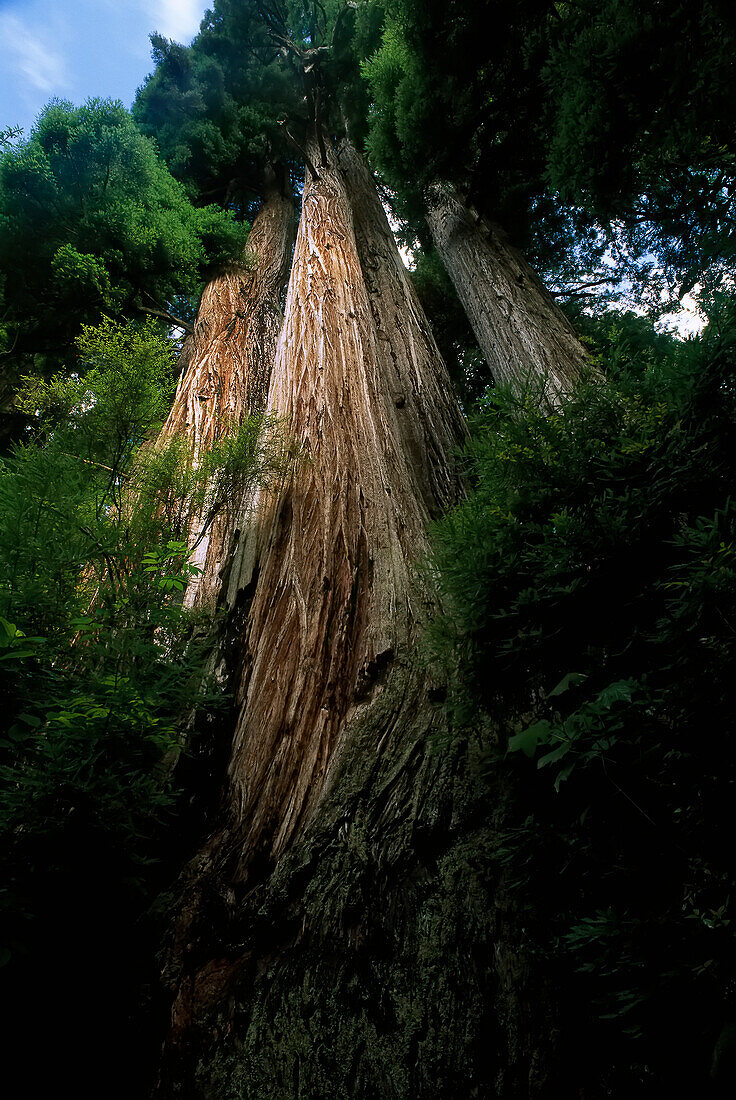 Looking Up at Redwood Trees Prairie Creek Redwoods State Park California,USA