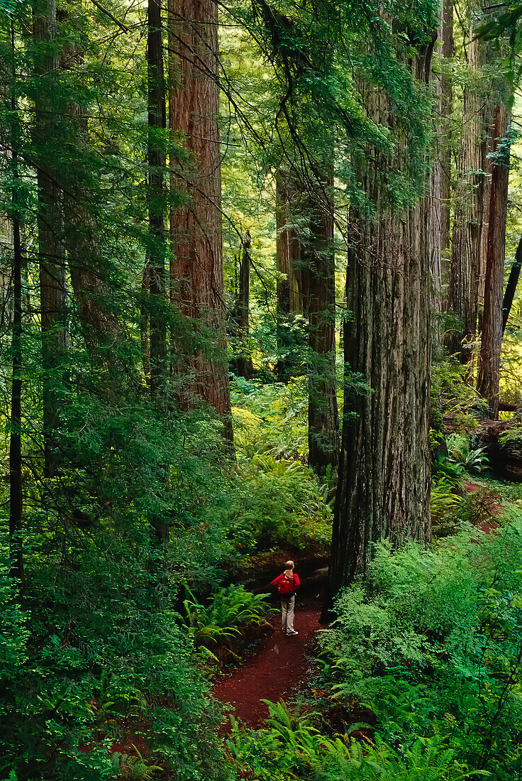 Girl in Prairie Creek Redwoods State Park,California,USA