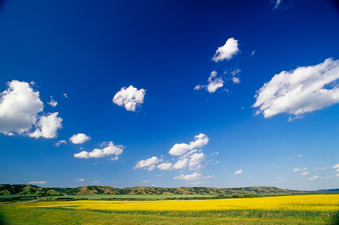 Field Qu'Appelle Valley Saskatchewan,Canada