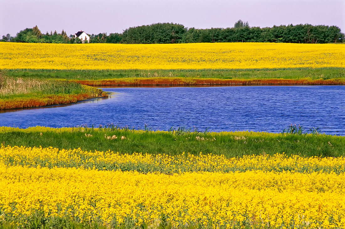 Pond and Farmland