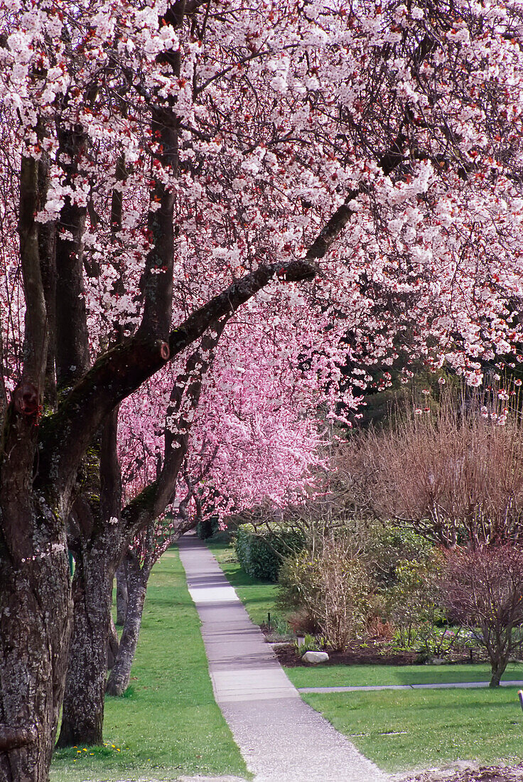 Kirschbäume entlang des Bürgersteigs,Vancouver,British Columbia,Kanada
