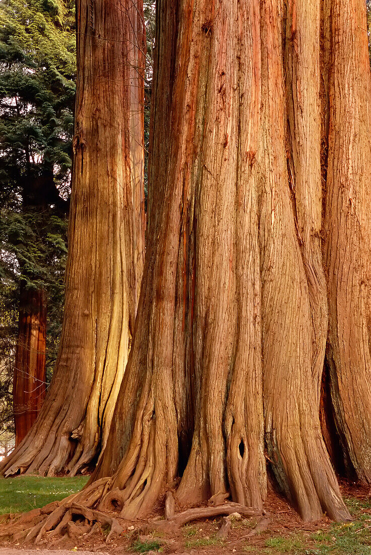 Cedar Tree Trunk
