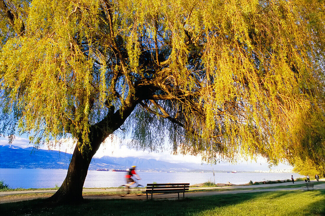 Person beim Radfahren am Lacarno Beach, Vancouver, BC, Kanada