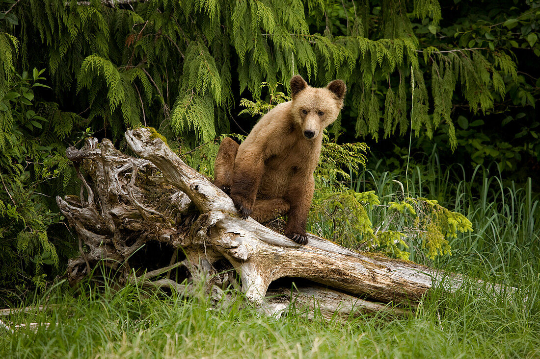 Junger Grizzlybär, der auf einem Baumstumpf sitzt, Glendale Estuary, Knight Inlet, British Columbia, Kanada