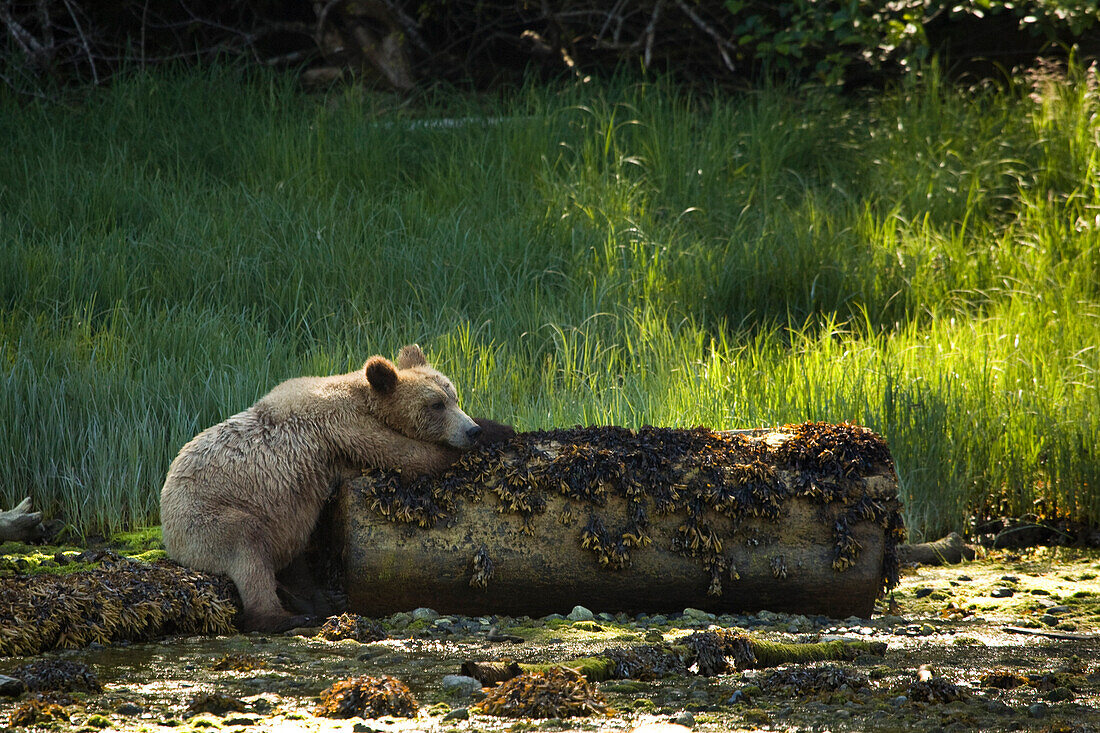 Grizzly Bear Resting on a Log,Glendale Estuary,Knight Inlet,British Columbia,Canada