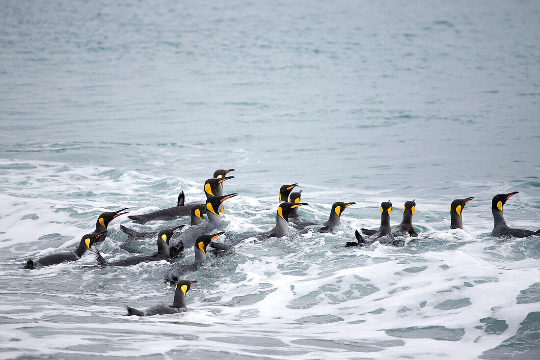 King Penguins in Surf,South Georgia Island,Antarctica