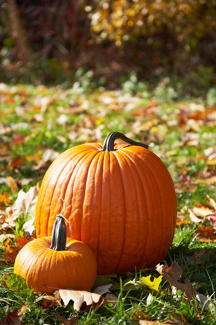 Pumpkins in Autumn Field