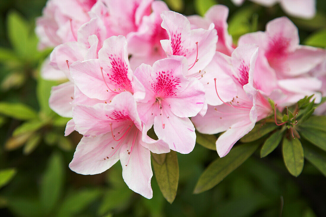 Nahaufnahme von Blumen