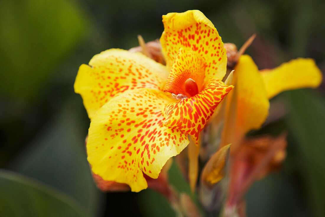 Close-up of Orchid