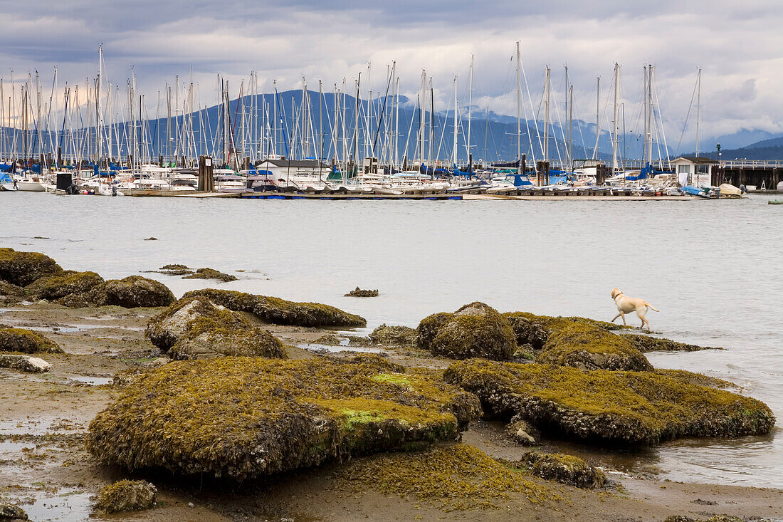 Boote in einem Yachtclub von einem felsigen Ufer aus gesehen, Vancouver, British Columbia, Kanada