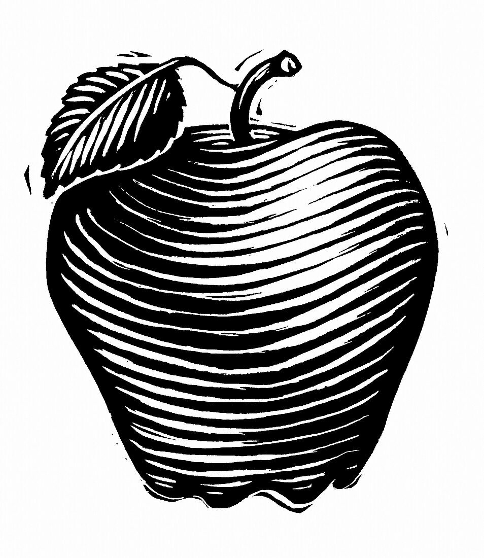 Illustration of Apple