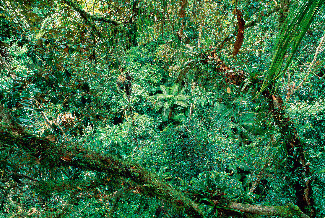 Tropischer Regenwald Amazonasbecken Napo-Provinz, Ecuador