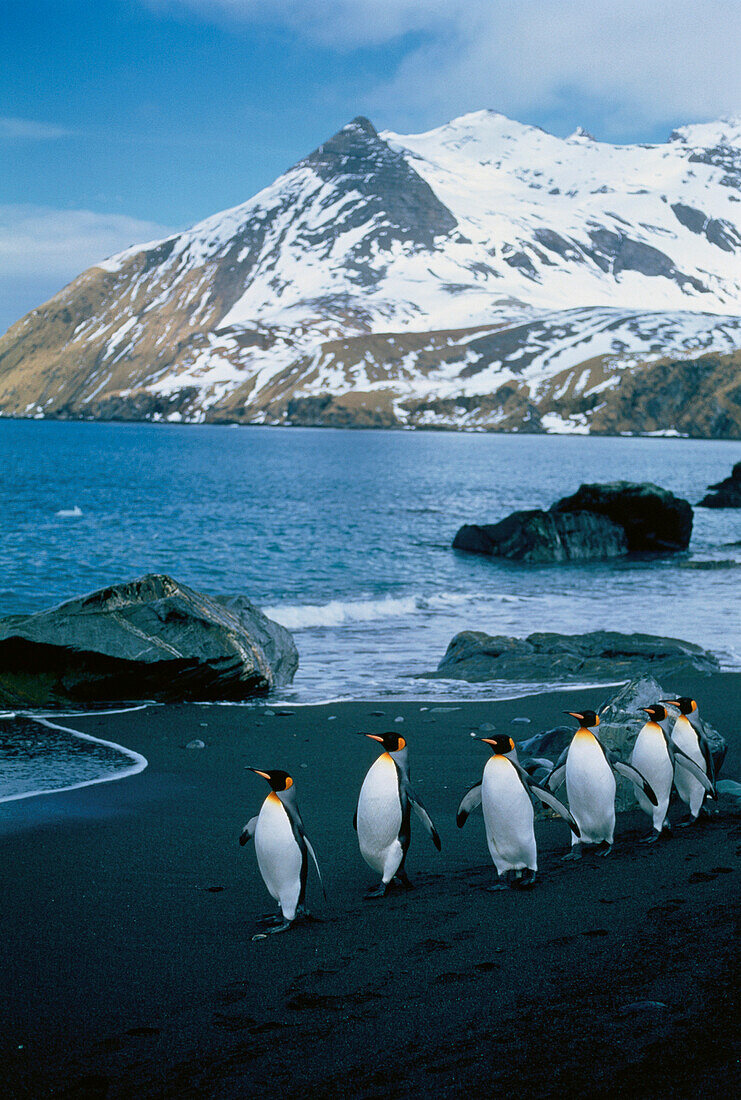 King Penguins Gold Harbour,South Georgia Island,Antarctic Islands