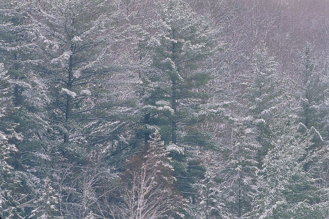 Mixed Forest,Petawawa River Algonquin Provincial Park Ontario,Canada