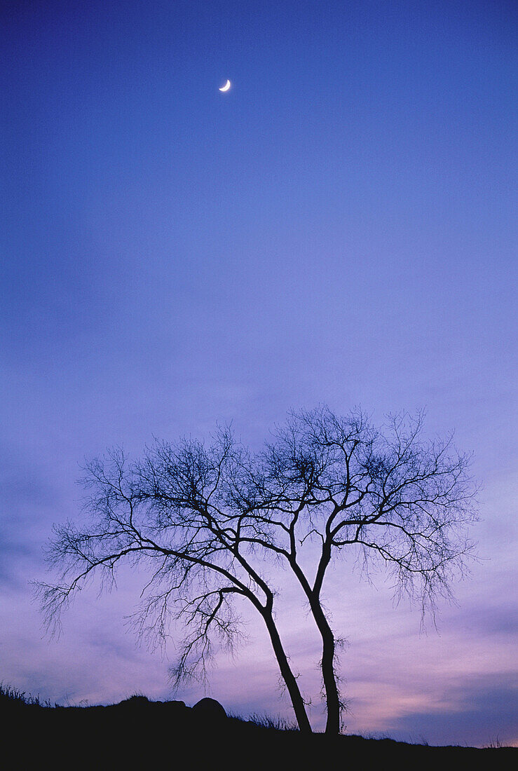 Silhouette eines Baumes in der Abenddämmerung Quebec, Kanada