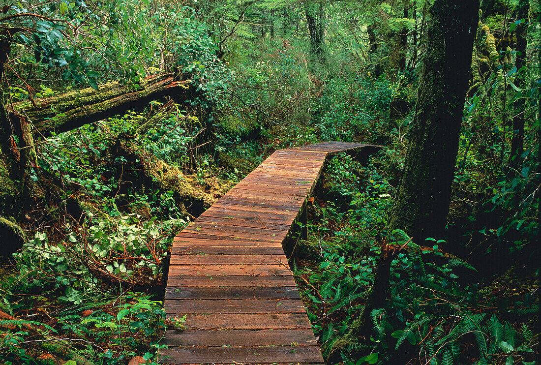 Path Through Forest Pacific Rim National Park Vancouver Island British Columbia,Canada