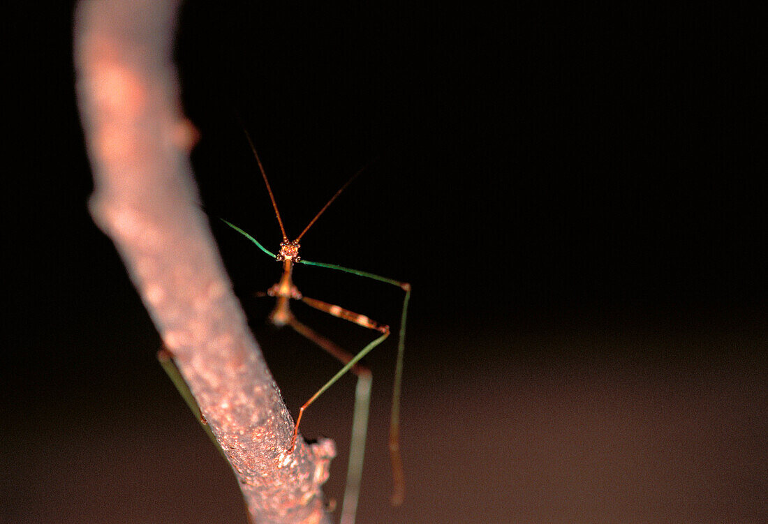 Close-Up of Insect on Tree Branch