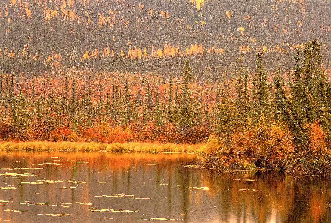 Lake and Trees in Autumn Yukon Territory,Canada