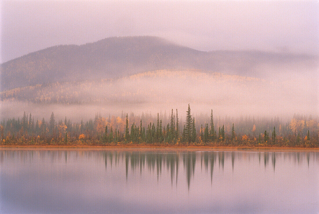 Fog over Trees and Mountains Tetlin National Wildlife Refuge Alaska,USA