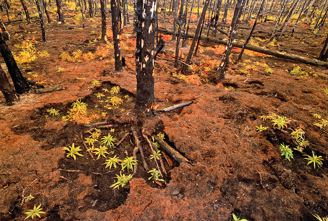 Forest Floor with Fire Damage Yukon Territories,Canada